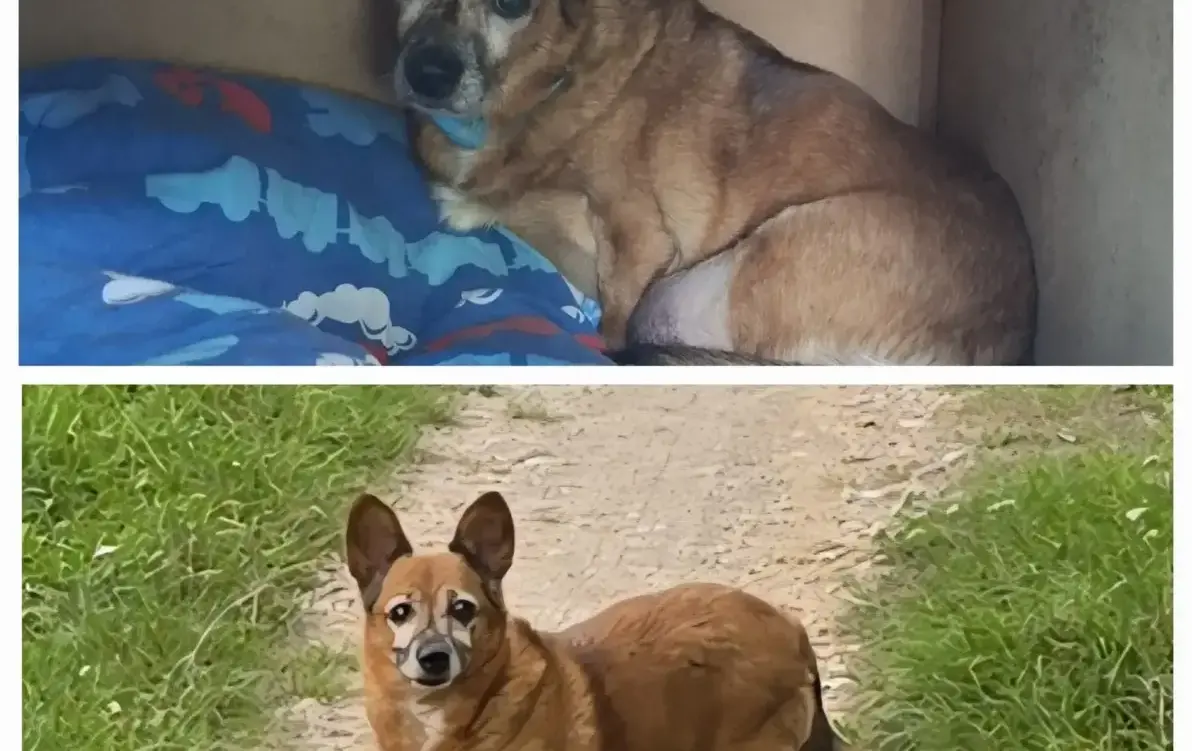 Zdjęcie do SUNIA MA DOM ! 